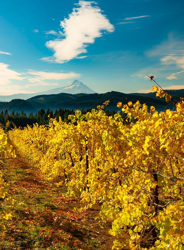 Morning light on the changing fall colors of a Columbia River Gorge vineyard with Mt Hood